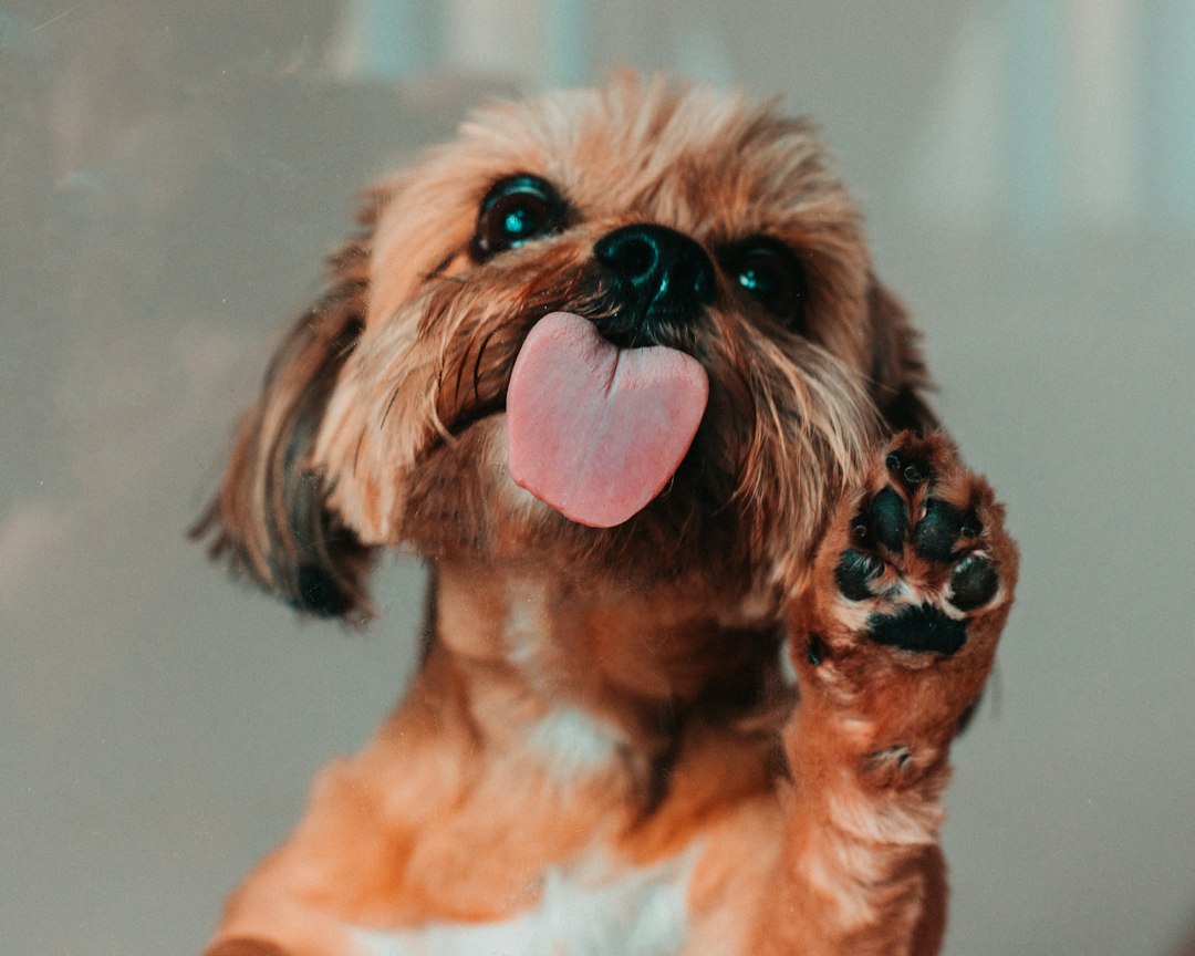 Hondenbelasting in Alphen aan den Rijn: dit betaal je per hond